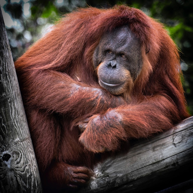 Nestlé und Co machen Kasse, Orang-Utans verlieren ihren Lebensraum