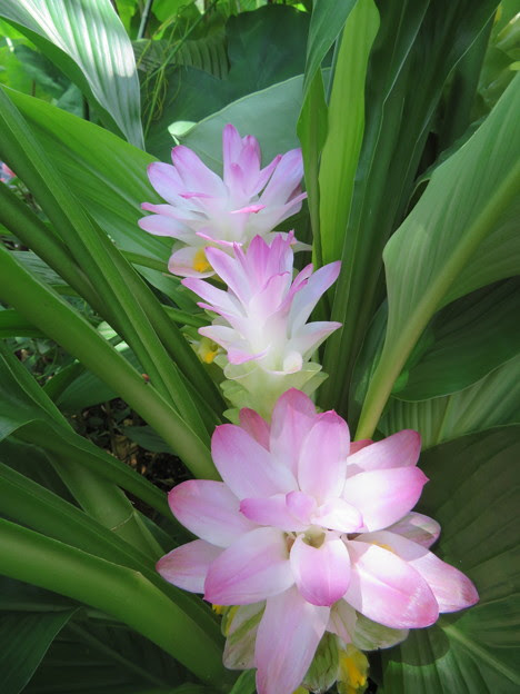 すべての美しい花の画像 ロイヤリティフリーウコン 花