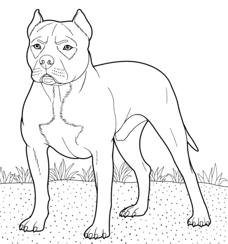 Hi folks , our todays latest coloringpicture which you canhave a great time with is pitbull dog coloring page, published under dogscategory. Pitbull Coloring Page Free Printable Coloring Pages