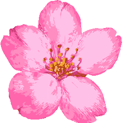 最高桜 イラスト リアル 美しい花の画像
