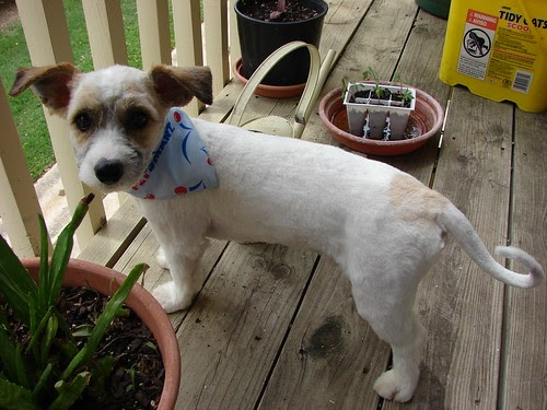 Short Hair Jack Russell Terrier