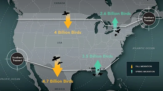 4 Billion Birds Will Fly Through American Airspace This Fall