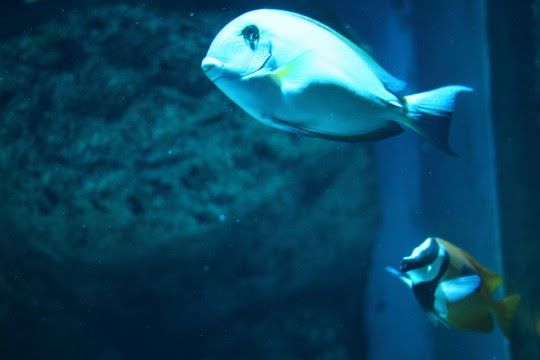 これまでで最高の青い 熱帯魚 最高の花の画像