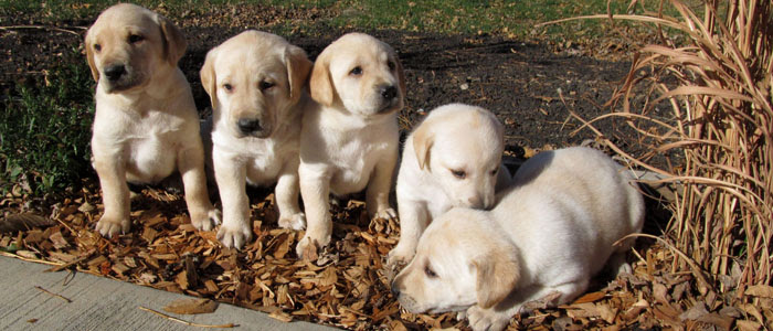 Champion sired english akc white lab puppy, yellow lab puppy, cream lab puppy, ivory lab puppy, fox red lab puppy, white lab puppies, white labrador breeder, labrador retriever for sale. Schelhaas Family Puppies Chocolate And Yellow Labrador And Golden Retrievers