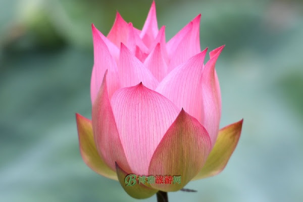 三水荷花世界
