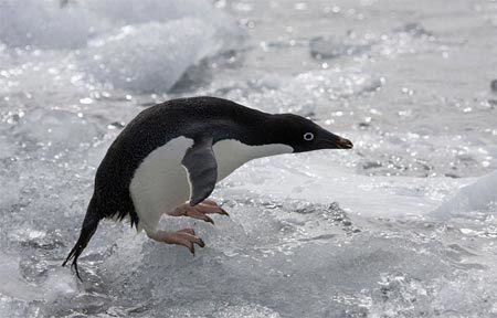 chim cánh cụt, khao khát tình yêu, bạn tình