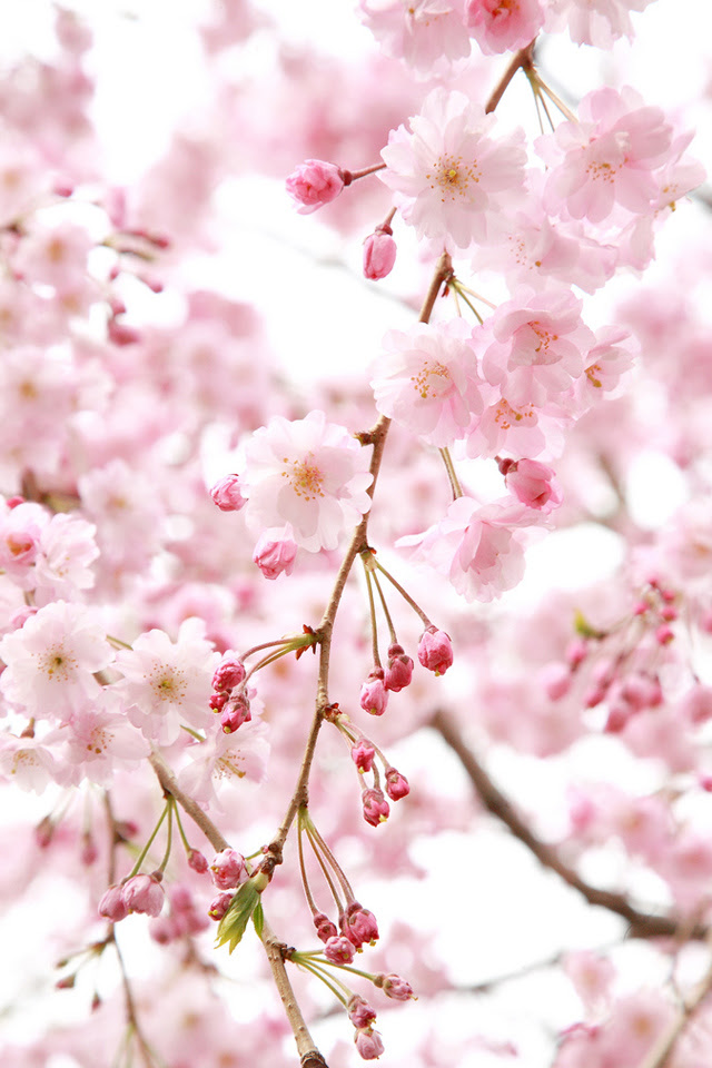 最高桜 スマホ 壁紙 春 最高の壁紙コレクション