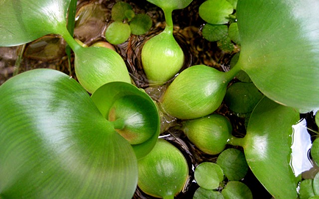 根っこがメダカの産卵床になる ホテイアオイ ビオトープの水生植物