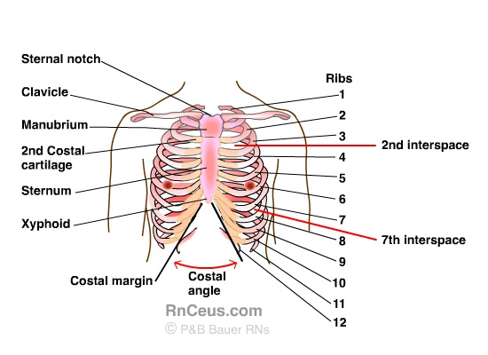 Learn the true ribs, false ribs, and floating ribs, as well as the difference between in this anatomy lesson, i'm going to cover the rib bones, also called costae in latin. Anatomy Thoracic Cavity