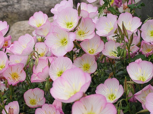 すべての花の画像 エレガントプリムローズ 花言葉
