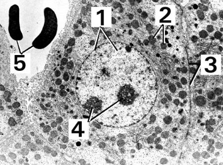 Check spelling or type a new query. 2 3 Eukaryotic Cell Biology4ibdp