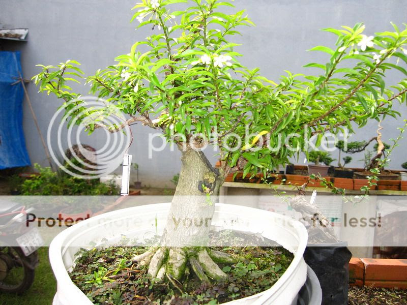  photo IMG_2287_zps34a4aaeb.jpg