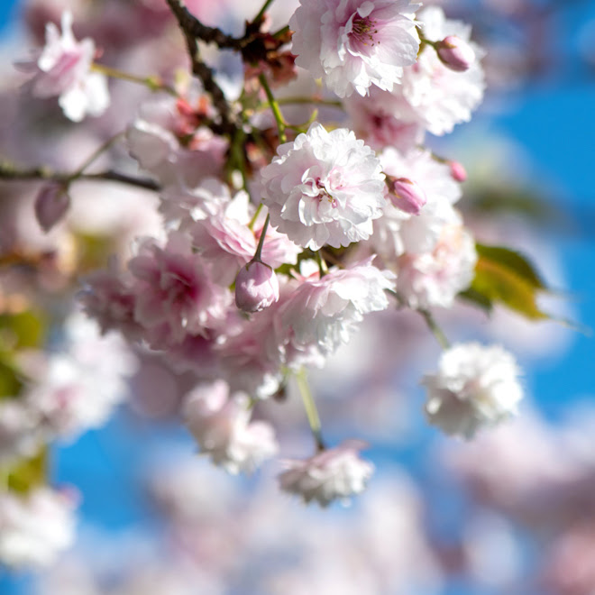 Blossoms in front of blue sky