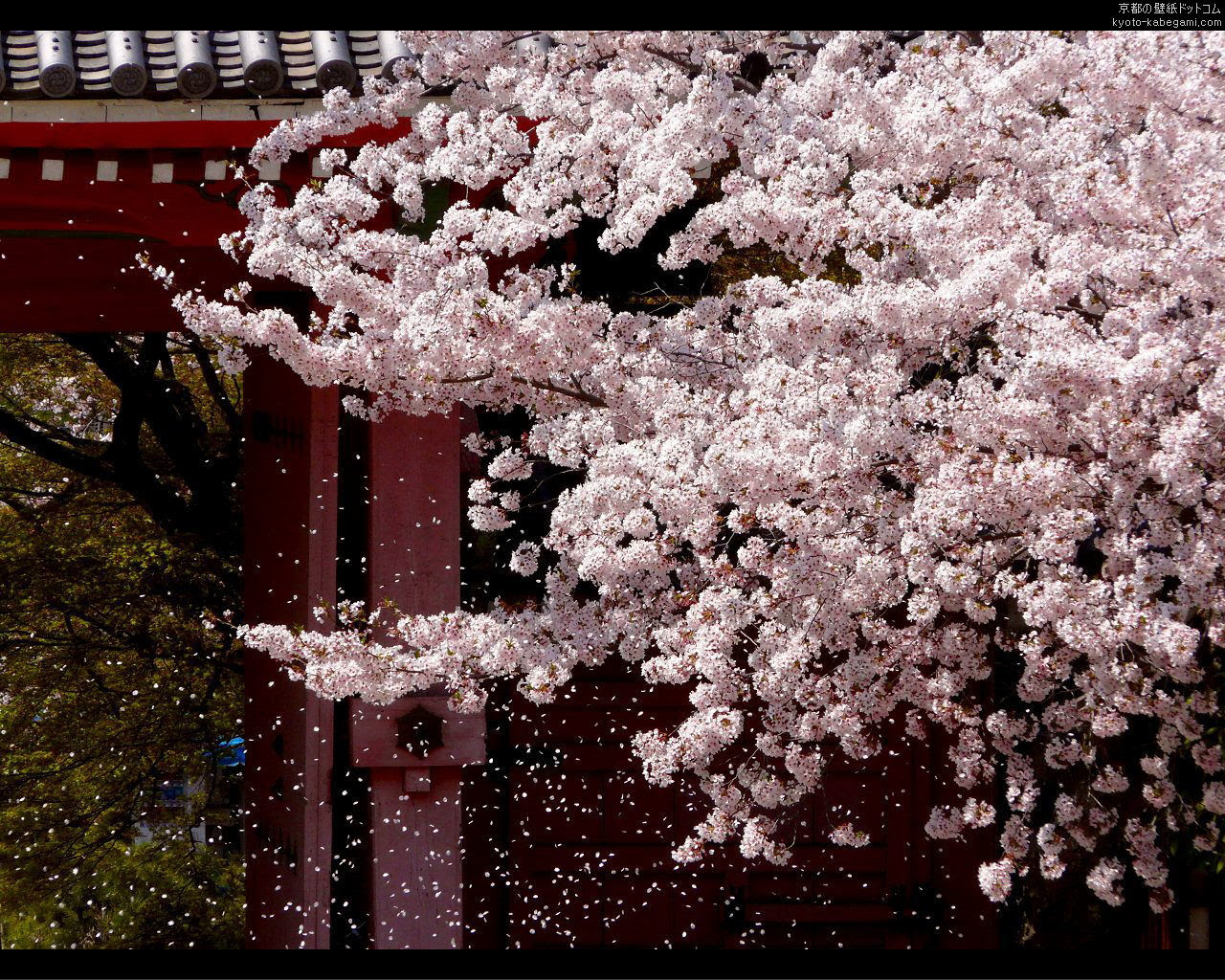 最高のコレクション 桜吹雪 壁紙 トップ新しい画像