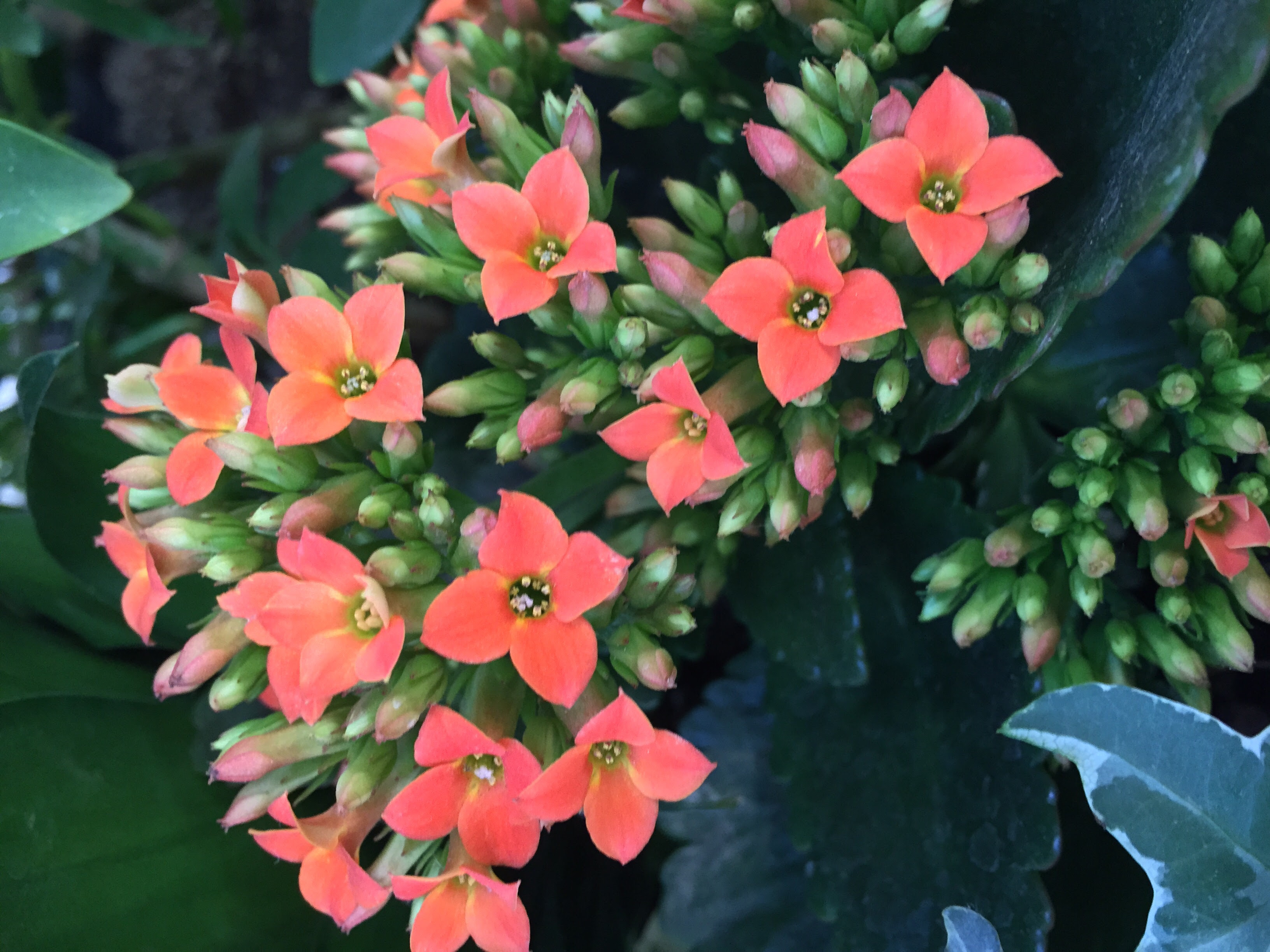 上花 言葉 守る 最高の花の画像