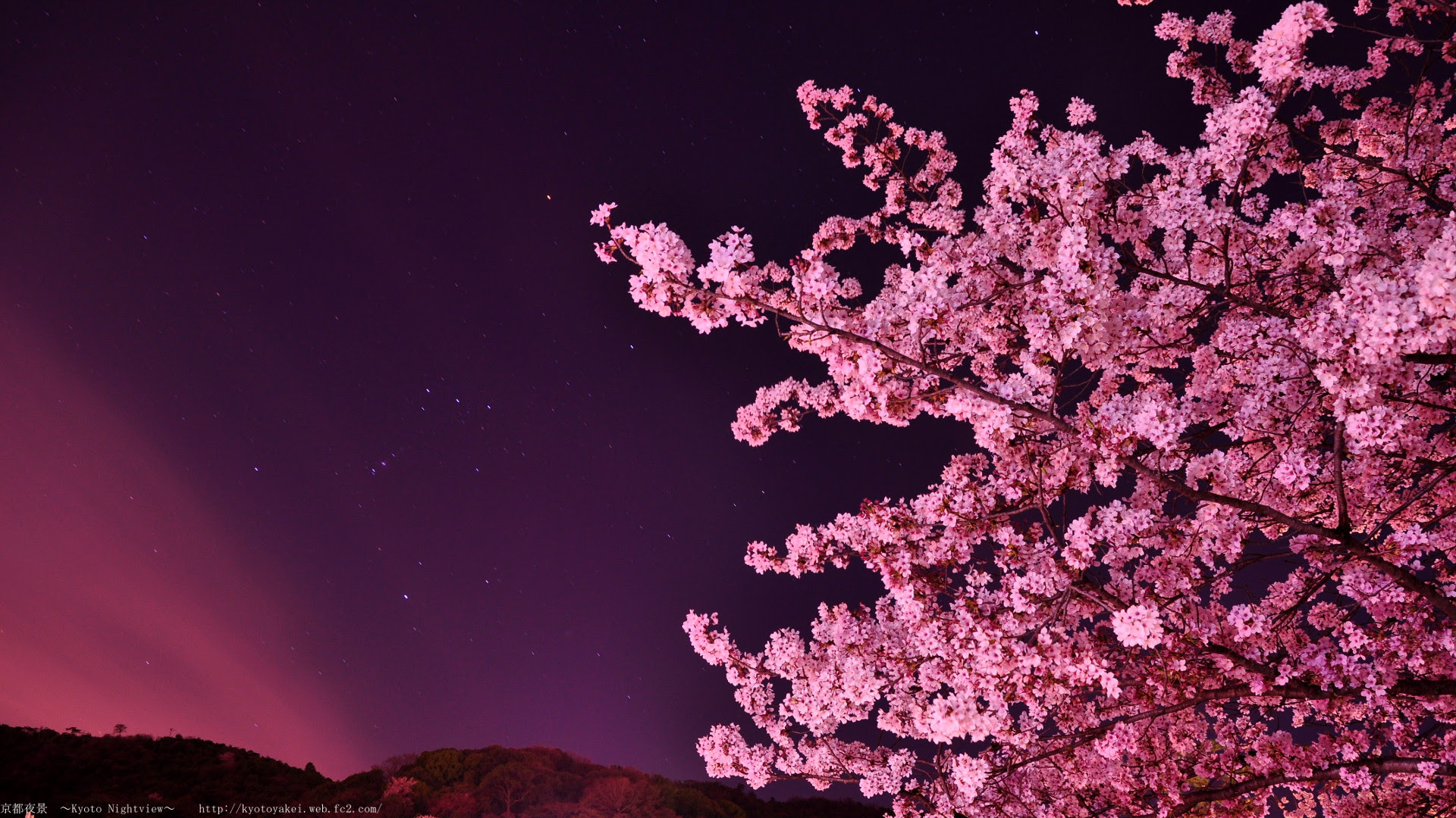 最高の夜桜 桜 かっこいい 壁紙 花の画像