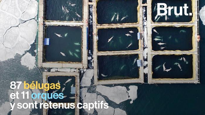 VIDEO. En Russie, la "prison des baleines" enferme des cétacés dans des conditions déplorables