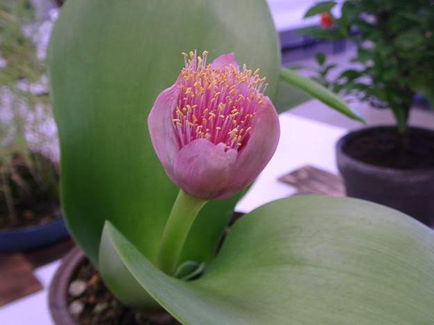 最新マユハケオモト 赤花 最高の花の画像