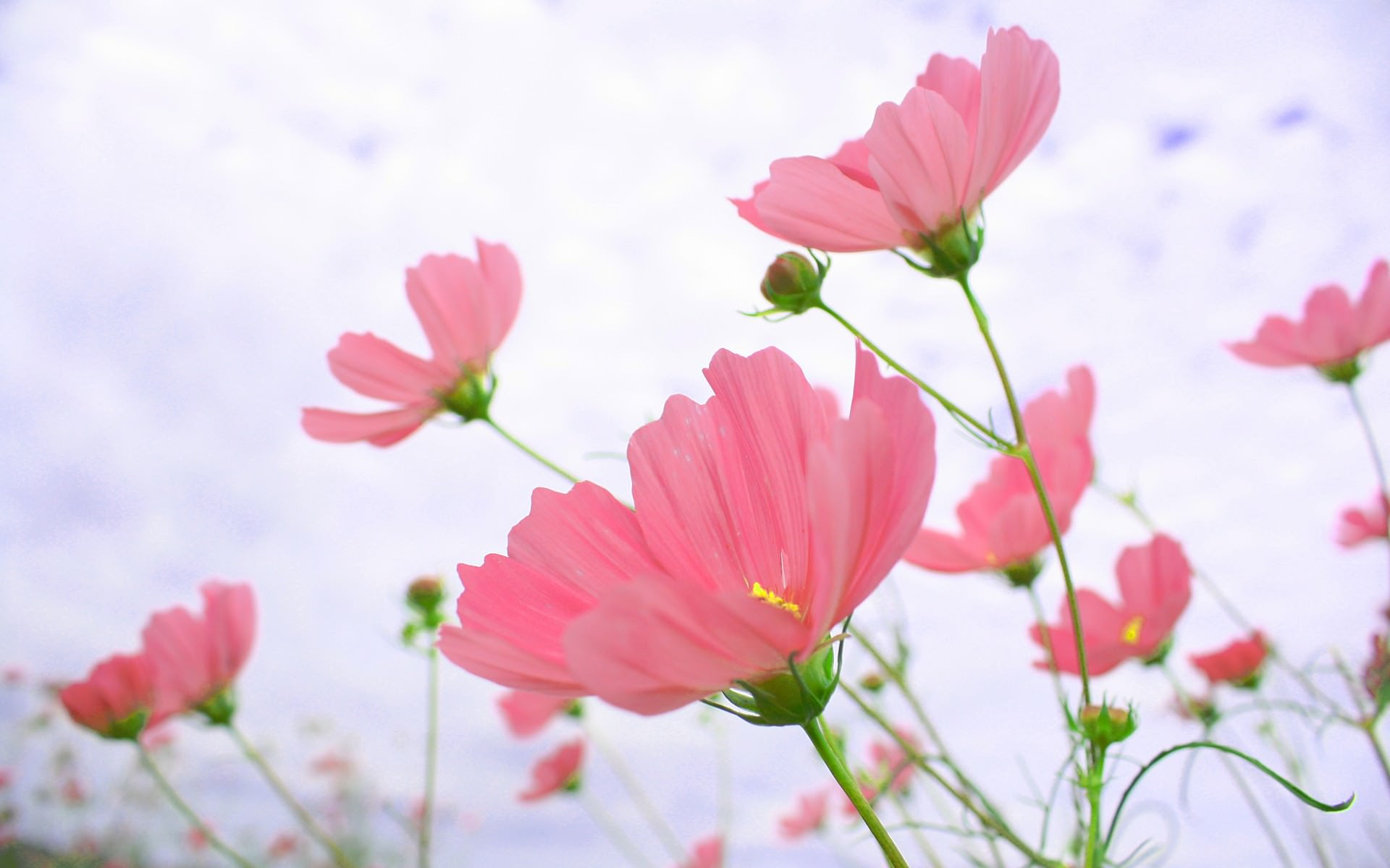 ベスト パソコン 壁紙 花 花札 壁紙 パソコン