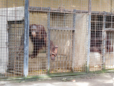 Banyuwangi, banyuwangi regency, east java 68413, indonēzija. The Dodo Reports Poor Cages Of Orangutan In Mirah Fantasia September 2 2015 Scorpion The Wildlife Trade Monitoring Group