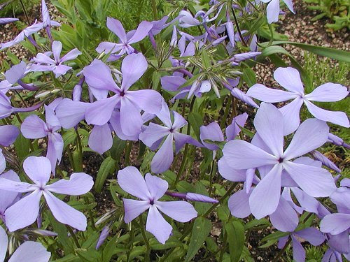 すべての花の画像 ベスト50 花 つる