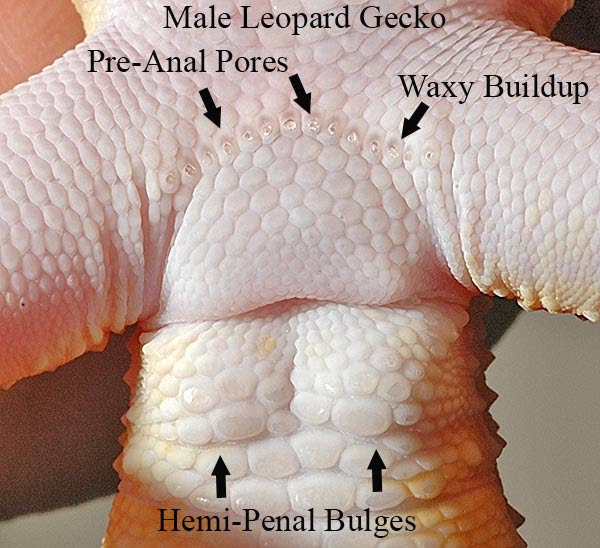 Kembang genjer bumbu belacan pecak klandingan. Determining Sex In Leopard Geckos