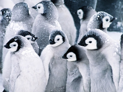 75 皇帝 ペンギン 壁紙 最高の花の画像