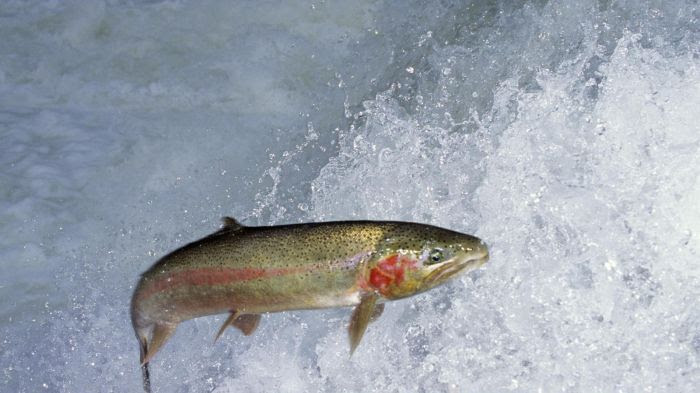 Etats-Unis : des otaries euthanasiées pour préserver une population de truites