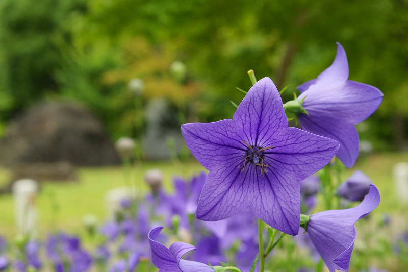 美しい花の画像 最新６月 花