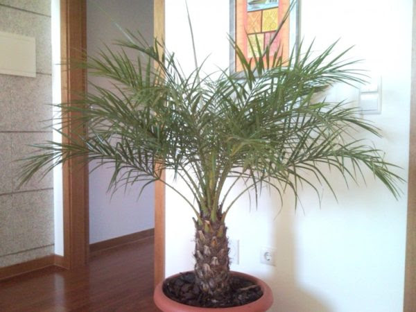Как вырастить пальму из косточки финика. Finikovaya Palma Tonkosti Posadki I Uhoda Za Ekzoticheskim Rasteniem Dachasadovnika