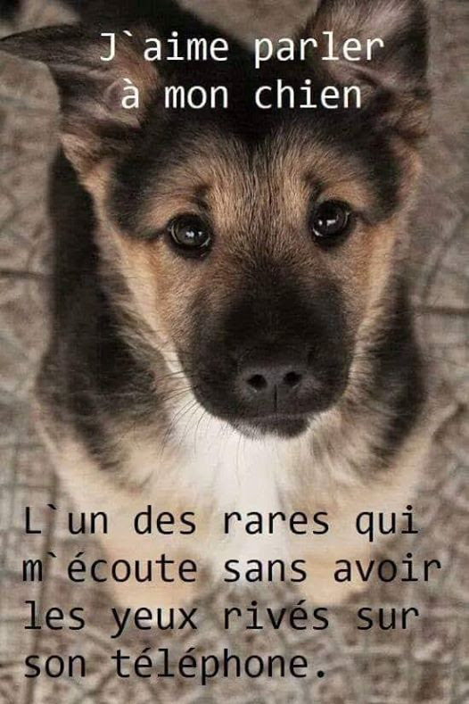 Citation Damour Pour Chien Best Citations D Amour