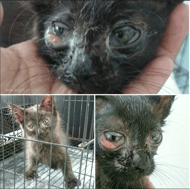 Ubat Kurap Untuk Anak Kucing  Contoh 4444