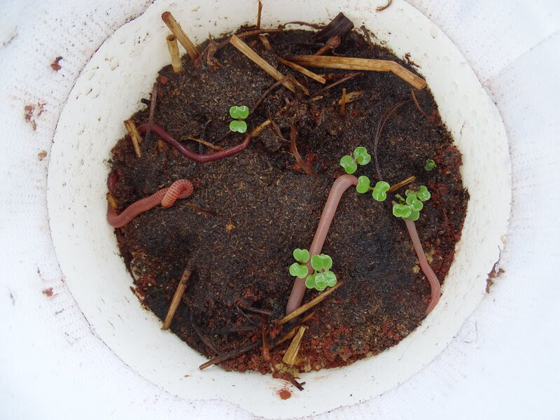 Two species of earthworm, trying their luck on Martian soil simulant.