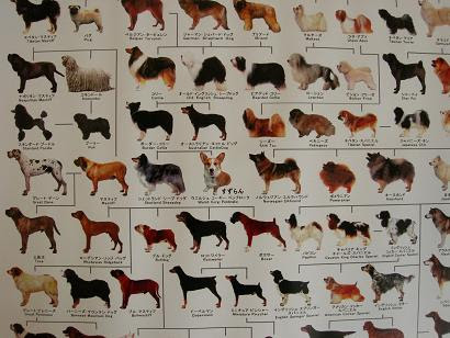 犬 系統図 犬 系統図 Pdf Blogwalljpgochu