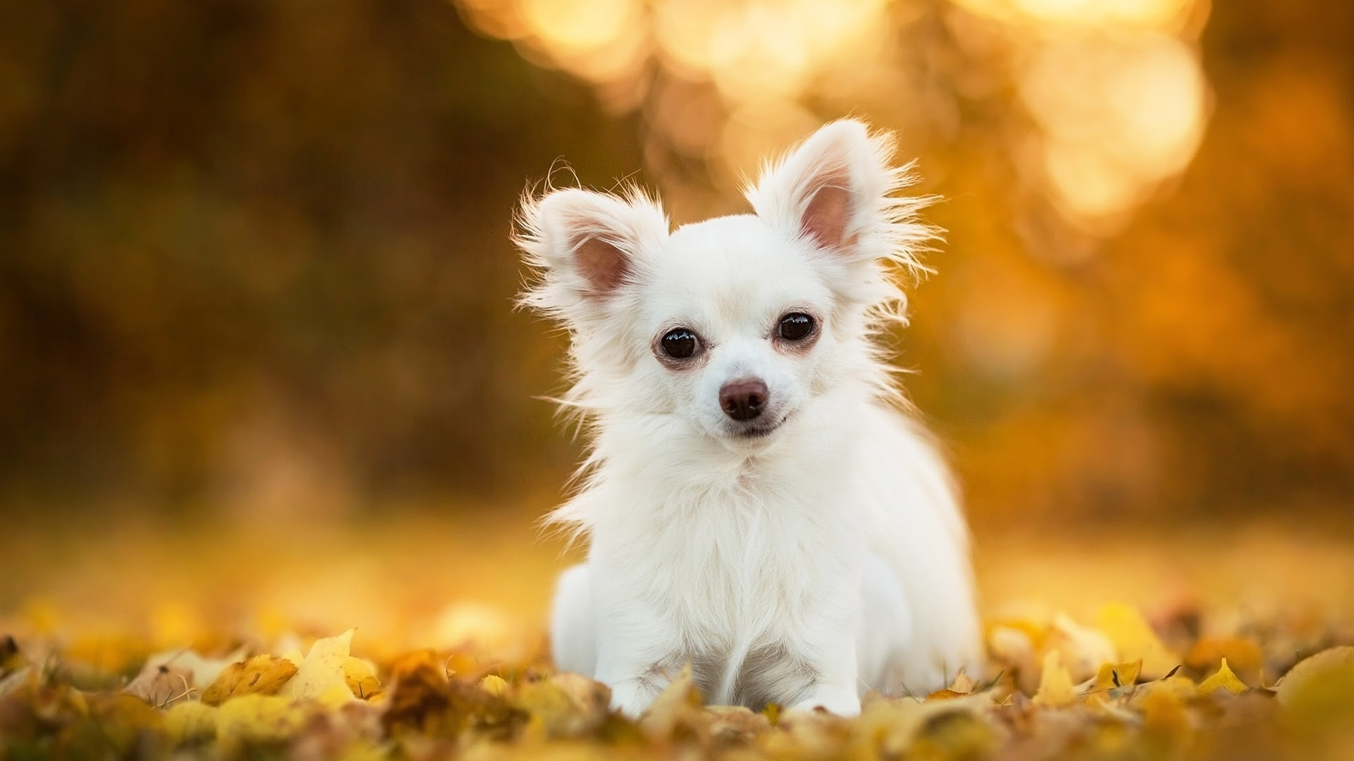Pc 壁紙 19x1080 子犬 Udin
