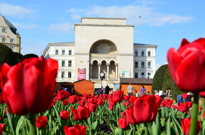 lalele-timisoara-opera