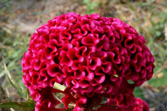 すべての美しい花の画像 トップ100 けいとう 花言葉