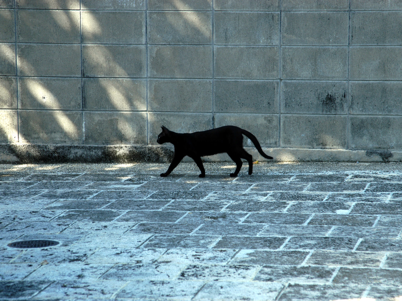 ぜいたくデスクトップ 壁紙 黒猫 最高の花の画像