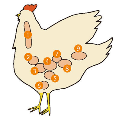 すべての動物の画像 ぜいたくイラスト 鶏肉 部位