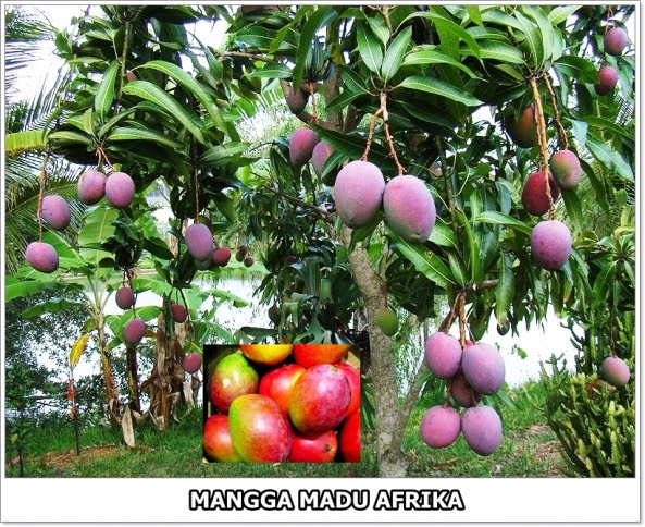 Mangga Madu Afrika-1-02