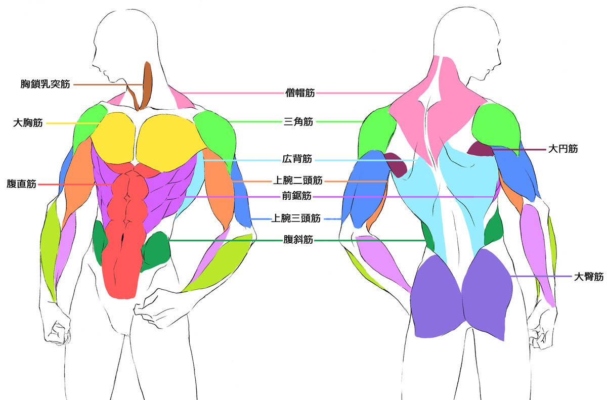 ユニーク男 背中 筋肉 イラスト 動物ゾーン