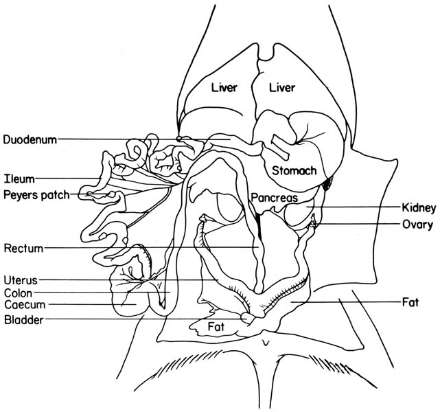 Gsi asked questions about the abdominal membranes to christopher windham, m.d. The Anatomy Of The Laboratory Mouse