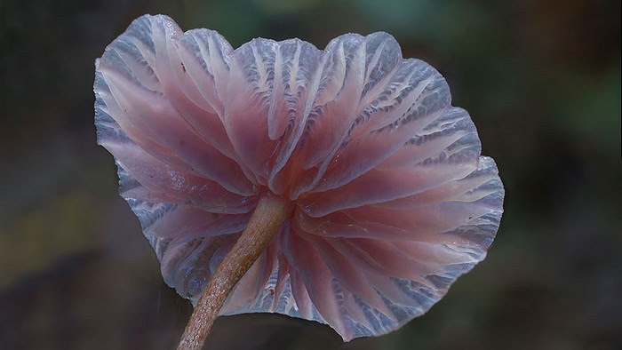 photos of mushrooms