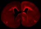 The left brain hemisphere shows the normal level and cellular distribution of Pax6 expression in the developing neocortex. The right brain hemisphere shows a sustained, primate-like Pax6 expression pattern in the neocortex of a double transgenic mouse embryo. These animals have more Pax6-positive progenitor cells and a higher Pax6 expression level in the germinal layer close to the ventricle in the right hemisphere. (credit: © MPI of Molecular Cell Biology & Genetics)