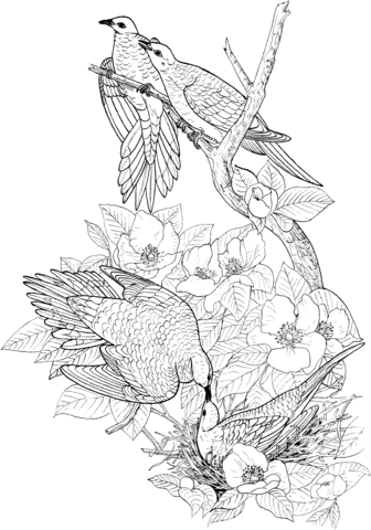 Beautiful monochrome coloring book page with two kissing white doves on beautiful linear pattern. Mourning Doves Coloring Page Free Printable Coloring Pages