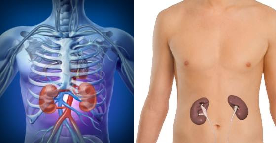 Are The Kidneys Located Inside Of The Rib Cage / Kidney Pain Early Symptoms, Causes, Treatment ...