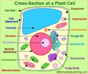 The animal cell has 13 different types of organelles¹ with specialized functions. Untitled