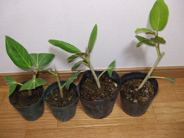 ベンガレンシス 植え 替え