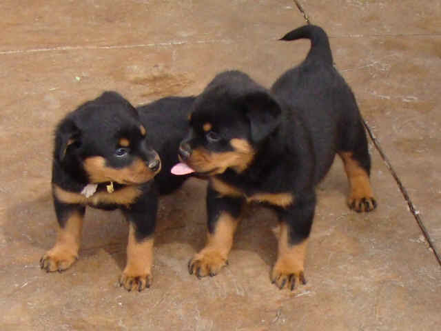 But sometimes this temperature will rise to 100 degrees fahrenheit at 2 weeks of age. Tale Of Tails Guardian Rottweilers