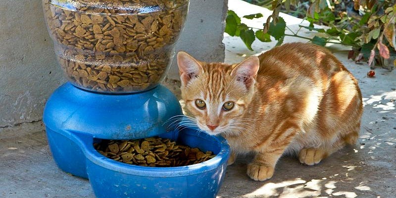 Types Of Wet Cat Food